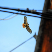 Hawk_powerpole_card