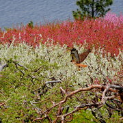 Hawk_in_flower_orchard_card