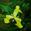 Wild_iris_thumb