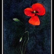 8_card