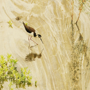 Sandpiper_card