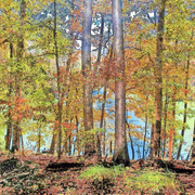 Trees_card