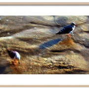 Seagull_s_morning_sand-f_card