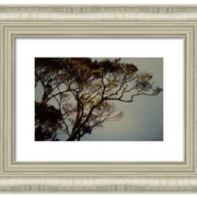 Morning_tree-f_card