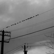 The_birds__card