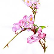 Img002_card