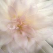 Dahlia-2-klein_card