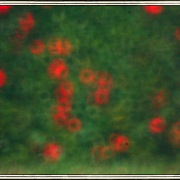 Bush2_card