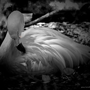 Flamingo_iii_card