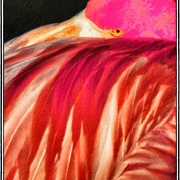 Flamingo1_good_card