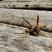 Wasp_card