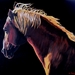 Finished_horse_square