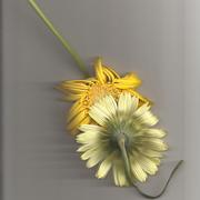 Flower_abyss3_card