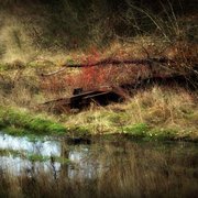 Back_pond_card