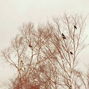 Crows_card