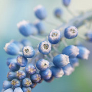 I_feel_blue_card