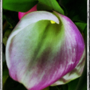 Calla_card