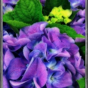 Lilac_card