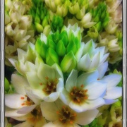 White_card