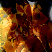Cassia_dancers_card