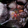 Ban_ban_springs_thumb