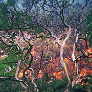 Tree_shapes_card