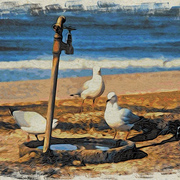 Thirsty_gulls_card