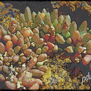 Under_the_sea_card