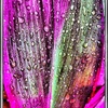 Drip_thumb