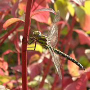 Firefly_card