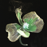 Para_card
