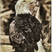 Eagle_snapseed_snapseed_card