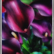 Purplecalla_card