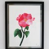 French_rose_thumb