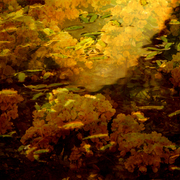 Cassia_waters_card