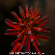 Blackandredstarflower_card