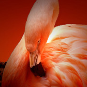 Flamingo2_card