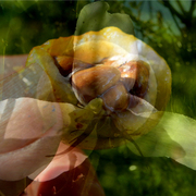 Fresh_loquat_card