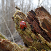 Ladybird_card