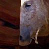 Doihavetosm_thumb