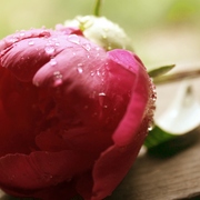 Flower_card
