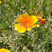 Orange_flowers_card