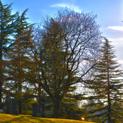Altuntitled_hdr2_card