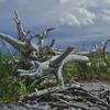 Beach_relics___acrylic___22x32___2011__800x548__thumb