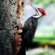 Woodpecker_card