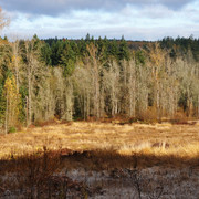 Trees_card