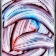 _d_card