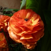 Buttercup_card
