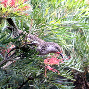 Img_4808a_card