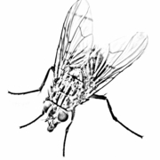 Fly1_card